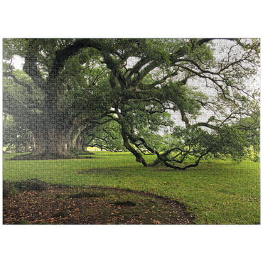 puzzleplate Nature Photography: Southern Live Oak, North Carolina, no.2 1000 Jigsaw Puzzle