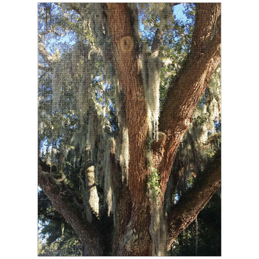 puzzleplate Nature Photography: Southern Trees, Spanish Moss 1000 Jigsaw Puzzle