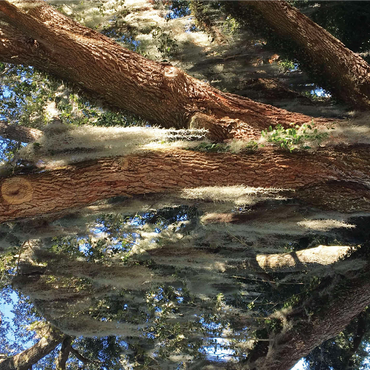 Nature Photography: Southern Trees, Spanish Moss 1000 Jigsaw Puzzle 3D Modell