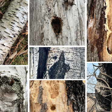 Nature Photography: Tree Bark Collage 1000 Jigsaw Puzzle 3D Modell