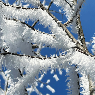 Nature Photography: Frosted Branches, no.1 1000 Jigsaw Puzzle 3D Modell
