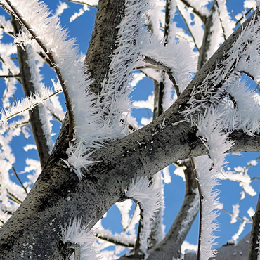 Nature Photography: Frosted Branches, no.2 500 Jigsaw Puzzle 3D Modell