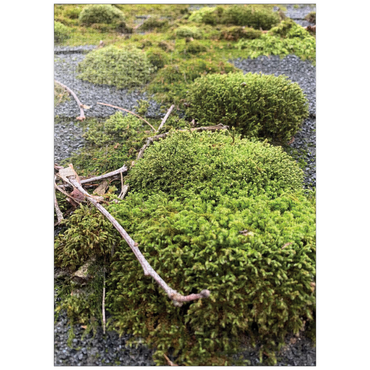 puzzleplate Macro Photography: Mossy Rooftop 1000 Jigsaw Puzzle
