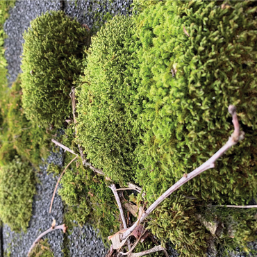 Macro Photography: Mossy Rooftop 1000 Jigsaw Puzzle 3D Modell