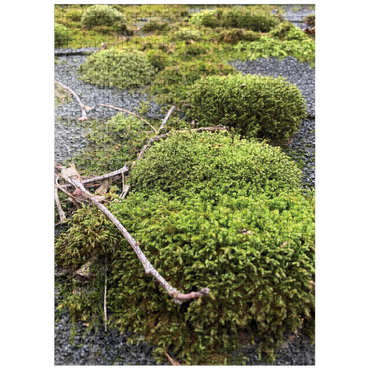 puzzleplate Macro Photography: Mossy Rooftop 500 Jigsaw Puzzle