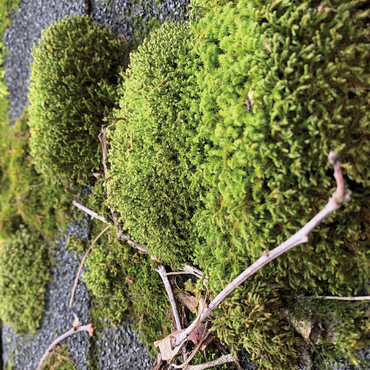 Macro Photography: Mossy Rooftop 500 Jigsaw Puzzle 3D Modell