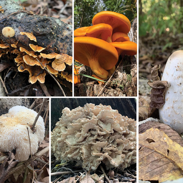 Nature Photography: Mushrooms Collage 1000 Jigsaw Puzzle 3D Modell