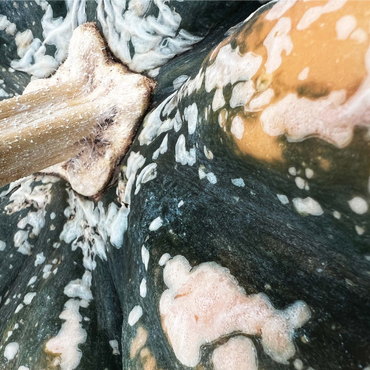 Macro Photography: Ornamental Pumpkin, no.1 1000 Jigsaw Puzzle 3D Modell