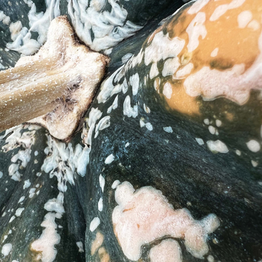 Macro Photography: Ornamental Pumpkin, no.1 500 Jigsaw Puzzle 3D Modell