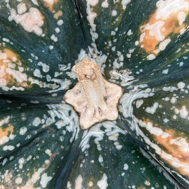 Macro Photography: Ornamental Pumpkin, no.2 500 Jigsaw Puzzle 3D Modell