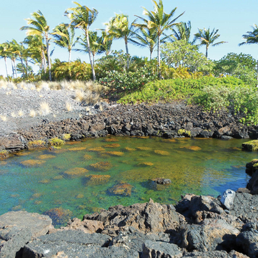 Hawaii, The Big Island: Anchialine Ponds 1000 Jigsaw Puzzle 3D Modell