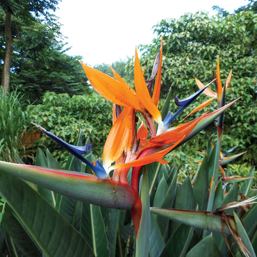 Hawaii, The Big Island: Birds of Paradise Flower 500 Jigsaw Puzzle 3D Modell
