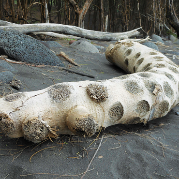 Hawaii, The Big Island: Driftwood, Black Sand Beach 1000 Jigsaw Puzzle 3D Modell