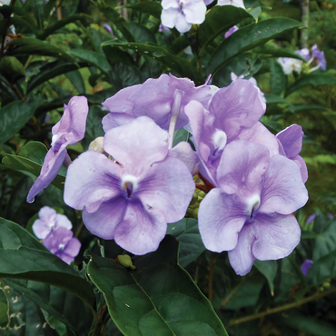 Hawaii, The Big Island: Lavender Island Flowers 500 Jigsaw Puzzle 3D Modell