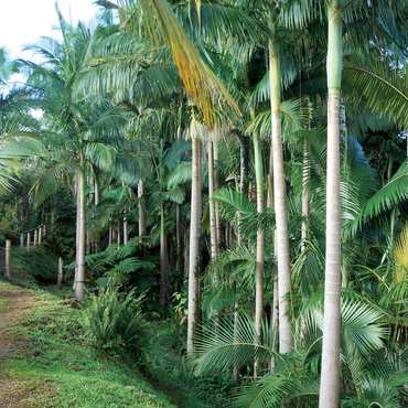 Hawaii, The Big Island: Palm Alley 1000 Jigsaw Puzzle 3D Modell