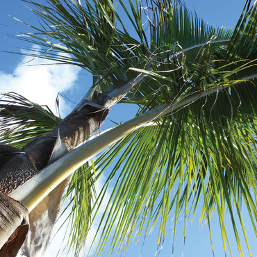 Hawaii, The Big Island: Palm Branches 500 Jigsaw Puzzle 3D Modell