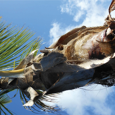 Hawaii, The Big Island: Palm Branches in the Sky 1000 Jigsaw Puzzle 3D Modell