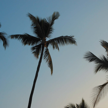 Hawaii, The Big Island: Palm Trees at Dusk 1000 Jigsaw Puzzle 3D Modell