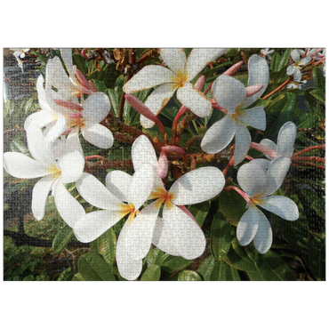 puzzleplate Hawaii, The Big Island: Plumeria Flowers 1000 Jigsaw Puzzle