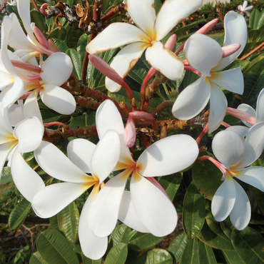 Hawaii, The Big Island: Plumeria Flowers 500 Jigsaw Puzzle 3D Modell