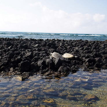 Hawaii, The Big Island: Sea Turtle Pair 500 Jigsaw Puzzle 3D Modell