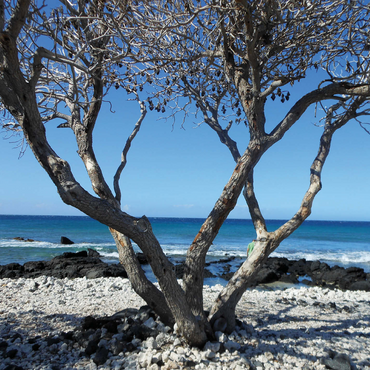 Hawaii, The Big Island: Shoreline Branches 500 Jigsaw Puzzle 3D Modell