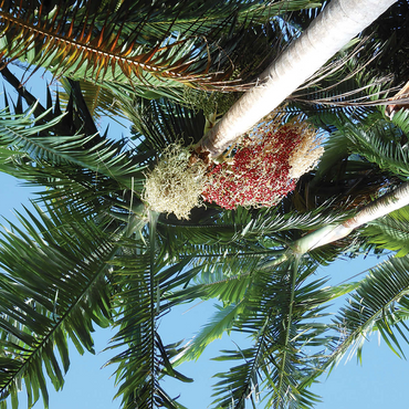 Hawaii, The Big Island: Tropical Foliage 500 Jigsaw Puzzle 3D Modell