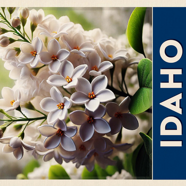 State Flowers Series: Idaho, Syringa 500 Jigsaw Puzzle 3D Modell
