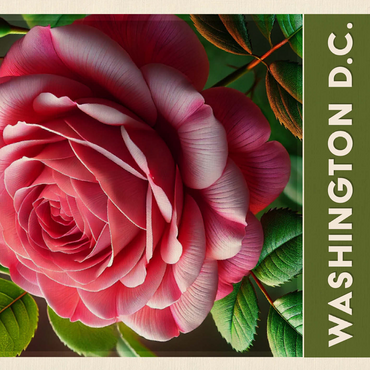 State Flowers Series: Washington D.C, American Beauty Rose 500 Jigsaw Puzzle 3D Modell