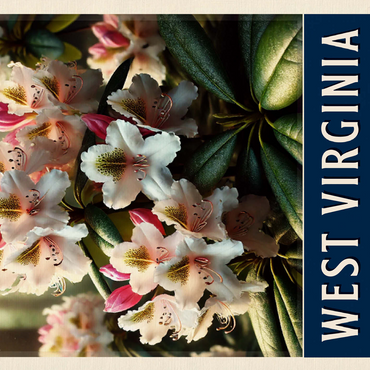 State Flowers Series: West Virginia, Rhododendron 500 Jigsaw Puzzle 3D Modell