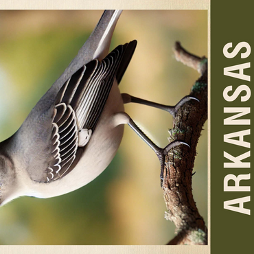 State Birds Series: Arkansas, Northern Mockingbird 500 Jigsaw Puzzle 3D Modell