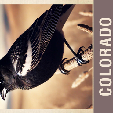 State Birds Series: Colorado, Lark Bunting 500 Jigsaw Puzzle 3D Modell