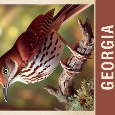 State Birds Series: Georgia, Brown Thrasher 1000 Jigsaw Puzzle 3D Modell