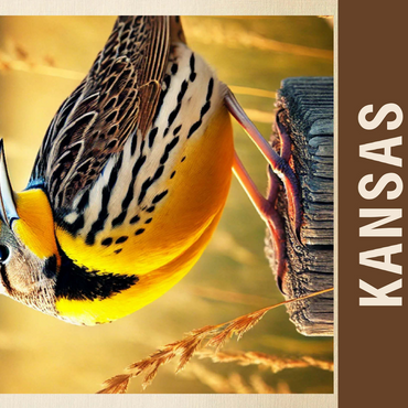 State Birds Series: Kansas, Western Meadowlark 500 Jigsaw Puzzle 3D Modell
