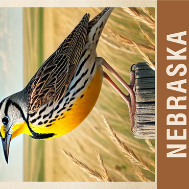 State Birds Series: Nebraska, Western Meadowlark 1000 Jigsaw Puzzle 3D Modell