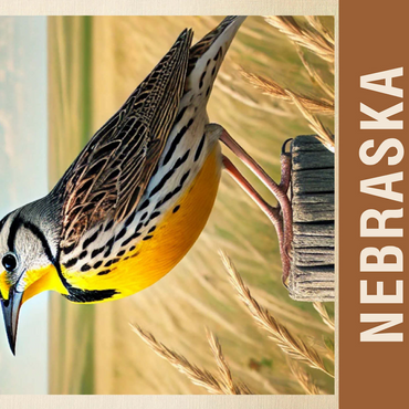 State Birds Series: Nebraska, Western Meadowlark 500 Jigsaw Puzzle 3D Modell