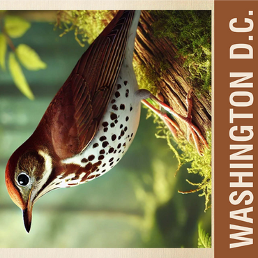 State Birds Series: Washington D.C., Wood Thrush 1000 Jigsaw Puzzle 3D Modell