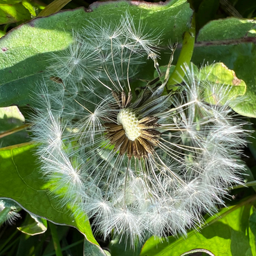 Macro Photography: Dandelion Puff, no.2 500 Jigsaw Puzzle 3D Modell