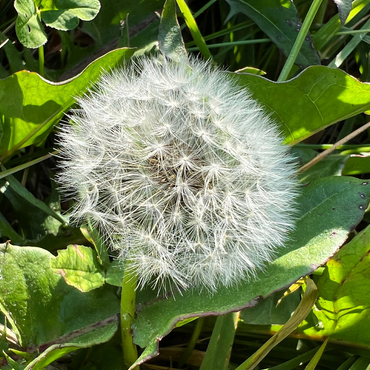 Macro Photography: Dandelion Puff, no.3 500 Jigsaw Puzzle 3D Modell