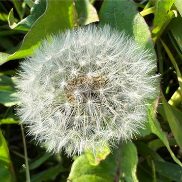 Macro Photography: Dandelion Puff, no.4 1000 Jigsaw Puzzle 3D Modell