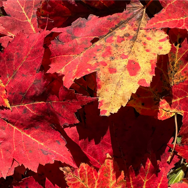 Macro Photography: Red Fall Leaves, no.2 1000 Jigsaw Puzzle 3D Modell