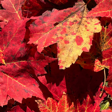 Macro Photography: Red Fall Leaves, no.2 500 Jigsaw Puzzle 3D Modell