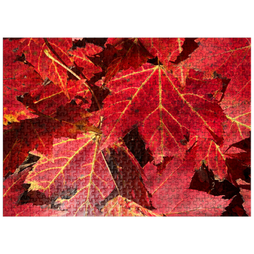 puzzleplate Macro Photography: Red Fall Leaves, no.3 500 Jigsaw Puzzle