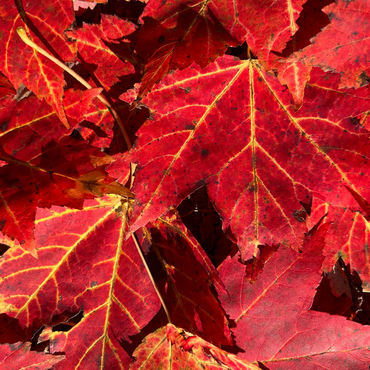 Macro Photography: Red Fall Leaves, no.3 500 Jigsaw Puzzle 3D Modell