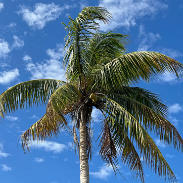 Nature Photography: Palm Skies, Florida, USA 1000 Jigsaw Puzzle 3D Modell