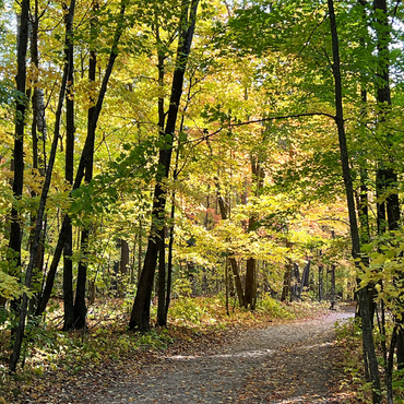 Nature Photography: Scenic Trail, Minnesota, USA 500 Jigsaw Puzzle 3D Modell