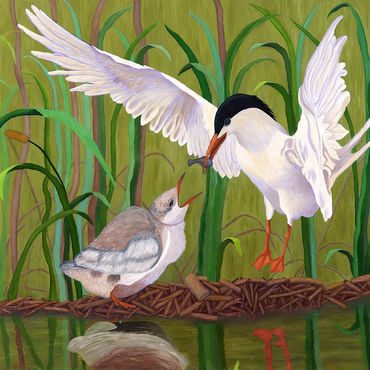 Forster's Tern Feeding Chick in Wetlands 100 Jigsaw Puzzle 3D Modell