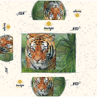 Tiger Stalking Through Lush Wetlands 1000 Jigsaw Puzzle box 3D Modell