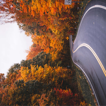 Winding Road Through Vibrant Autumn Forest 100 Jigsaw Puzzle 3D Modell