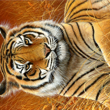 Majestic Bengal Tiger in Golden Grass 1000 Jigsaw Puzzle 3D Modell